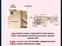 Функциональная анатомия черепных нервов, слайд 10