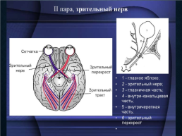 Функциональная анатомия черепных нервов, слайд 12