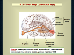 Функциональная анатомия черепных нервов, слайд 14