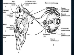 Функциональная анатомия черепных нервов, слайд 18