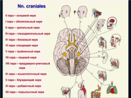 Функциональная анатомия черепных нервов, слайд 2