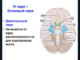 Функциональная анатомия черепных нервов, слайд 20