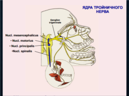 Функциональная анатомия черепных нервов, слайд 22