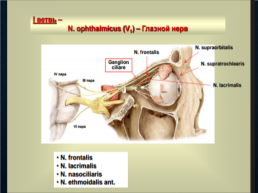 Функциональная анатомия черепных нервов, слайд 26