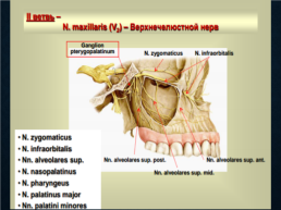 Функциональная анатомия черепных нервов, слайд 29