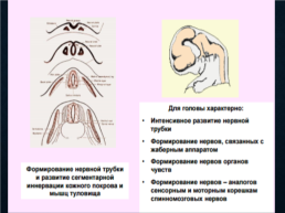 Функциональная анатомия черепных нервов, слайд 3