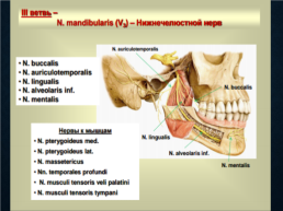 Функциональная анатомия черепных нервов, слайд 36