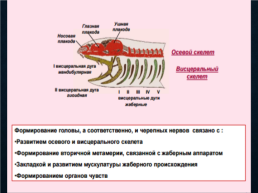 Функциональная анатомия черепных нервов, слайд 4