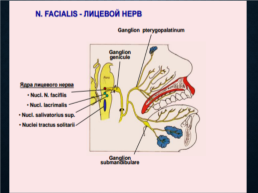 Функциональная анатомия черепных нервов, слайд 41