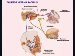 Функциональная анатомия черепных нервов, слайд 43
