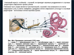 Функциональная анатомия черепных нервов, слайд 48