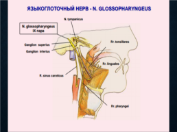 Функциональная анатомия черепных нервов, слайд 52