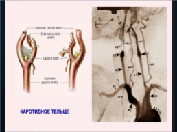 Функциональная анатомия черепных нервов, слайд 54