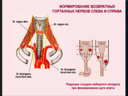 Функциональная анатомия черепных нервов, слайд 57