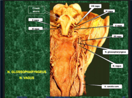 Функциональная анатомия черепных нервов, слайд 58