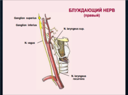 Функциональная анатомия черепных нервов, слайд 62