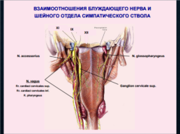 Функциональная анатомия черепных нервов, слайд 63