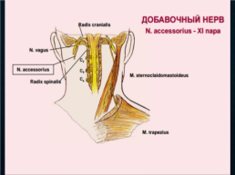 Функциональная анатомия черепных нервов, слайд 66