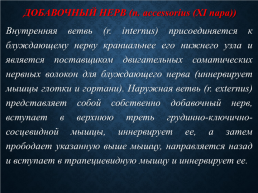 Функциональная анатомия черепных нервов, слайд 69