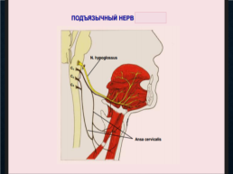 Функциональная анатомия черепных нервов, слайд 72