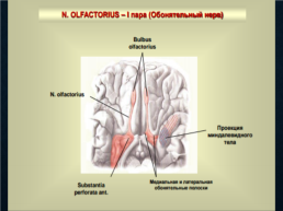 Функциональная анатомия черепных нервов, слайд 9