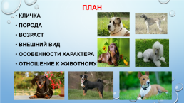 Собака-друг человека, слайд 3