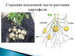 Строение растения картофеля, слайд 10