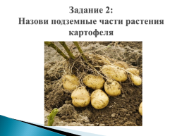 Строение растения картофеля, слайд 13