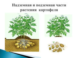 Строение растения картофеля, слайд 3