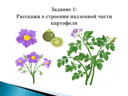 Строение растения картофеля, слайд 9