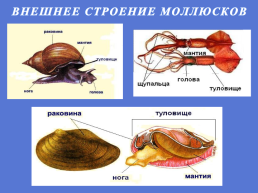 Тип моллюски, слайд 3
