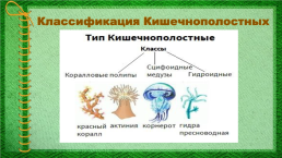 Тип кишечнополостные: гидроидные, сцифоидные, коралловые полипы, слайд 10