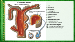 Тип кишечнополостные: гидроидные, сцифоидные, коралловые полипы, слайд 5