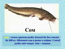 Рыбы, слайд 11