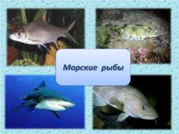 Рыбы, слайд 13