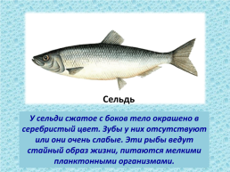Рыбы, слайд 14