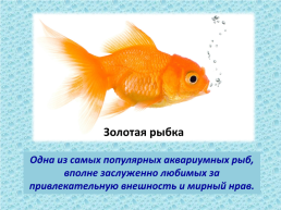 Рыбы, слайд 19