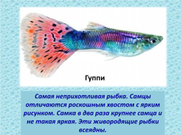 Рыбы, слайд 21