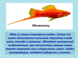 Рыбы, слайд 22
