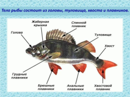 Рыбы, слайд 3