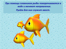 Рыбы, слайд 4