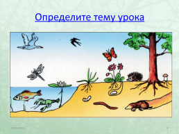 Экологические факторы среды, слайд 6