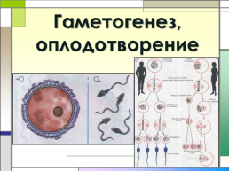 Гаметогенез, оплодотворение, слайд 1