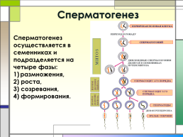 Гаметогенез, оплодотворение, слайд 4