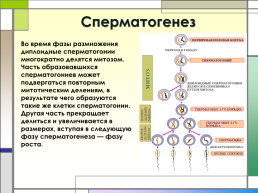 Гаметогенез, оплодотворение, слайд 5