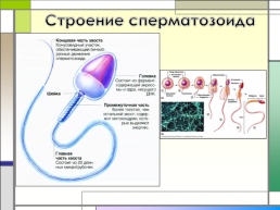 Гаметогенез, оплодотворение, слайд 8