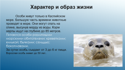 Каспийский тюлень. Каспийская нерпа, слайд 4