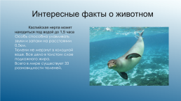 Каспийский тюлень. Каспийская нерпа, слайд 7