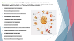 Анатомия и физиология центральной нервной системы, слайд 15