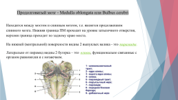Анатомия и физиология центральной нервной системы, слайд 16